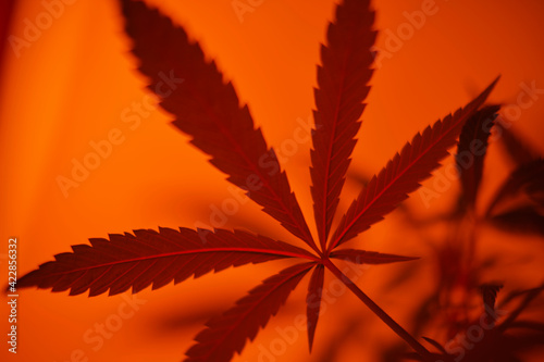 Cannabis, Orange Filter photo