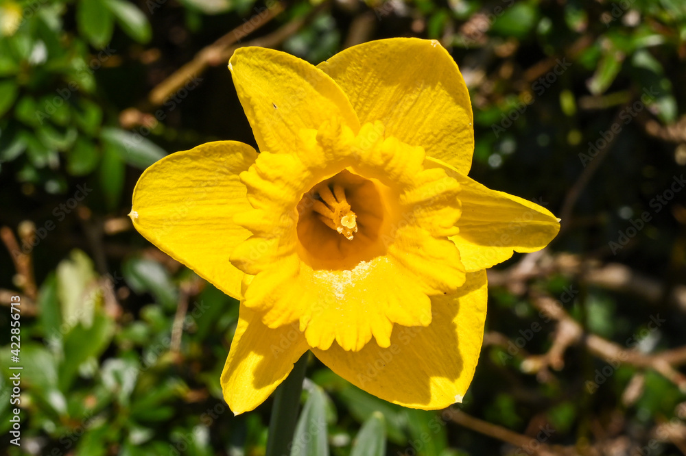 Close up of the head of a daffodil in a garden isolated against a plain background. Its botanical name is Narcissus. Close up of the head of a daffodil in a garden isolated against a plain background. Its botanical name is Narcissus.