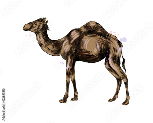Arabian camel from a splash of watercolor, colored drawing, realistic. Vector illustration of paints