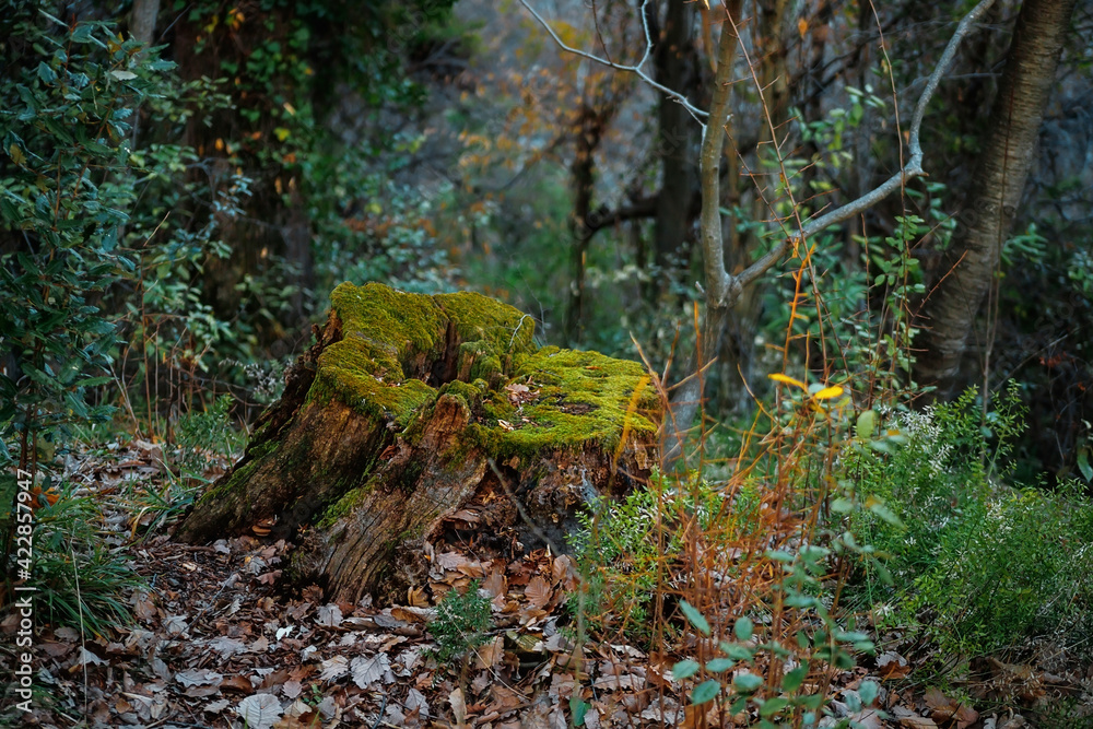 Moss on a tree stump in the forest. Old forest with moss in the forest. Tree bark. Tree roots. Natural background. Moss on a tree stump in the forest. Old forest with moss in the forest. Tree bark. Tree roots. Natural background.