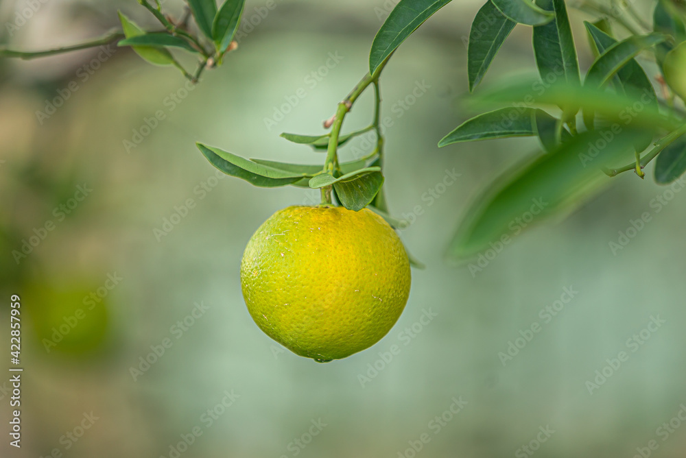 fresh growing mandarin at citrus tree