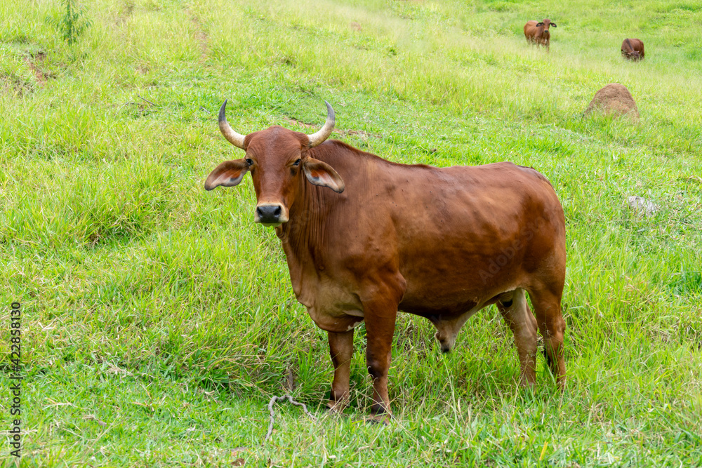 ox of the Sindhi breed on pasture.