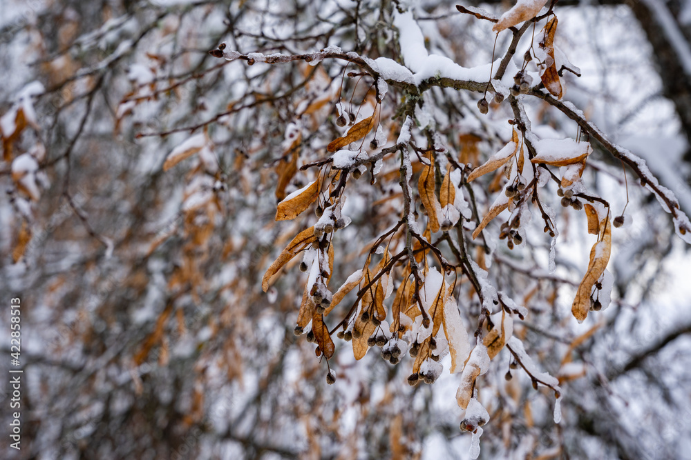 Close-up of linden branches with blooming withered linden flowers that have snowed with white fluffy snow