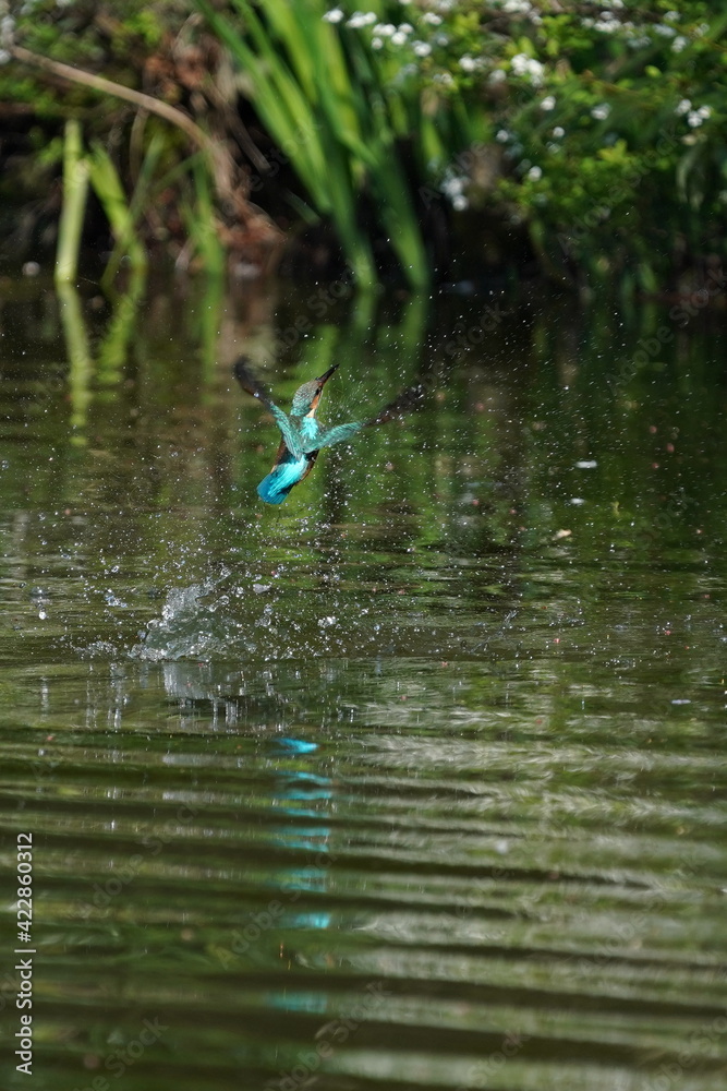 common kingfisher in the forest common kingfisher in the forest