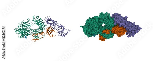 Structure of the complement component C3c, 3D cartoon and Gaussian surface models with differently colored protein chains, white background photo