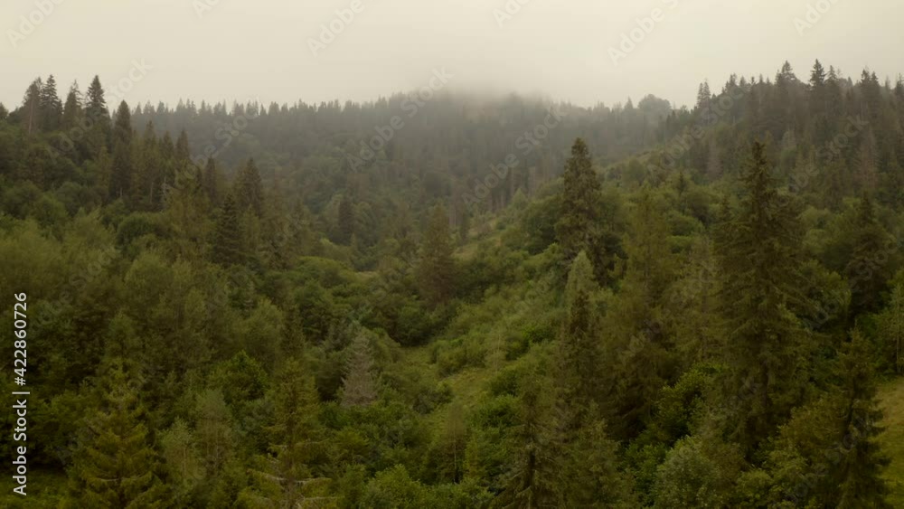 Carpathian mountains, forest and morning fog Carpathian mountains, forest and morning fog