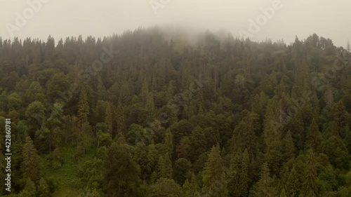 Carpathian mountains, forest and morning fog