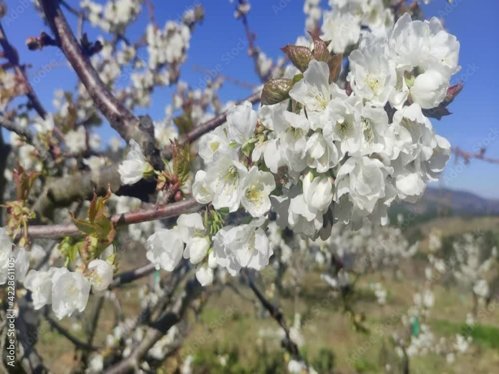 cherry blossom in the jerte valley, Extremadura cherry blossom in the jerte valley, Extremadura