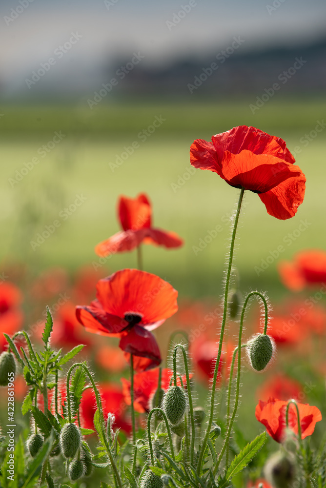 Fototapeta premium Poppies in a grass field