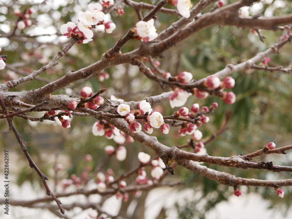 Apricot blossom on the street of a small town. Light pink fragrant fruit flowers on a tree branch on a sunny spring day. Apricot blossom on the street of a small town. Light pink fragrant fruit flowers on a tree branch on a sunny spring day.
