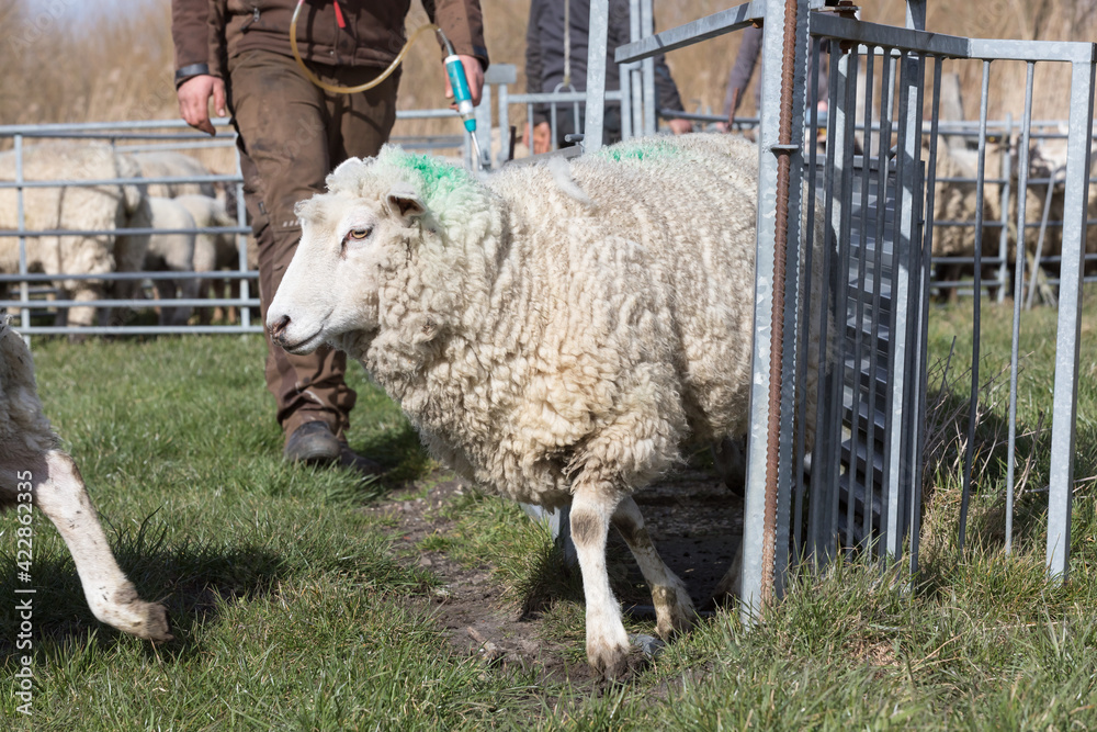 Naklejka premium release_sheep