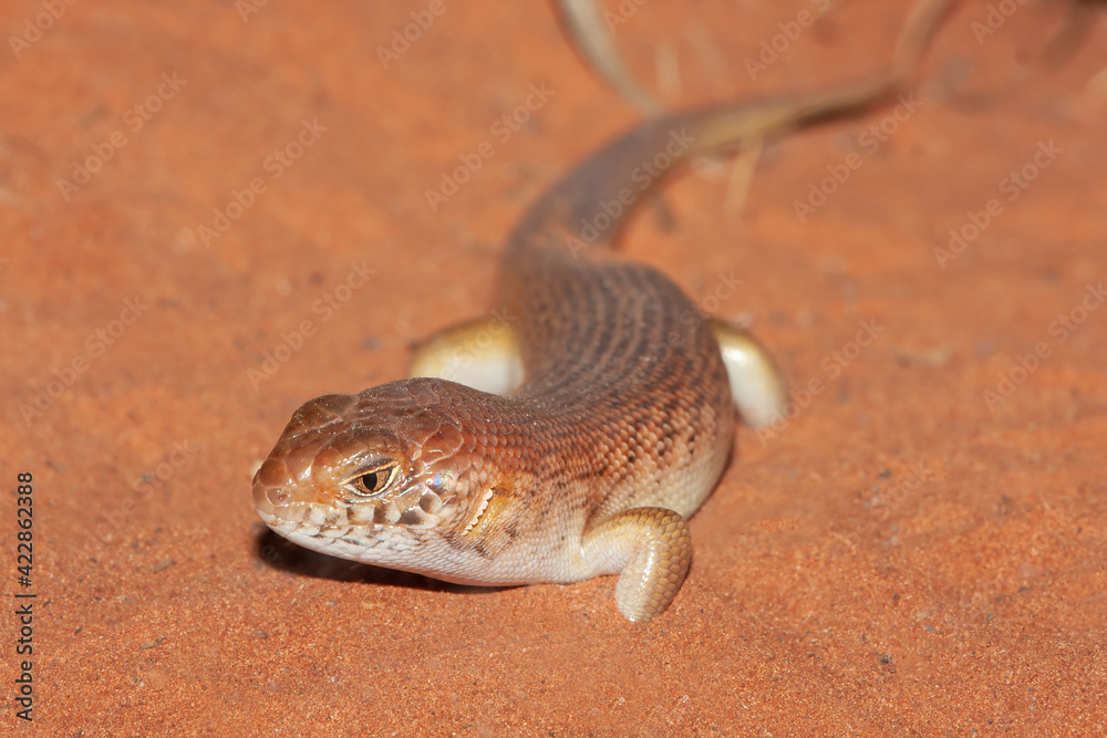 Fototapeta premium Australian Night Skink in sandy habitat