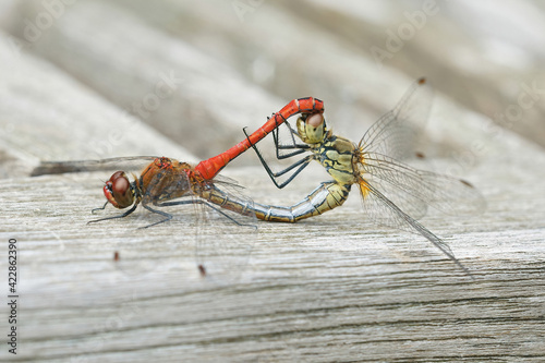 Closeup of a copulation of a couple of the ruddyy darter, Sympetrum sanguineum photo