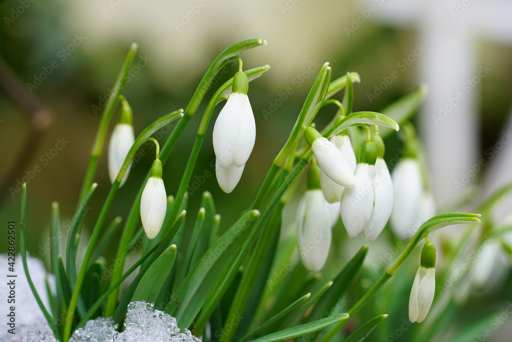 Fototapeta premium Tiny snowdrop flowers (galanthus nivalis) emerging in early spring