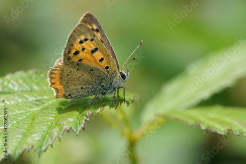Lateral closeup of small, American or common copper,Lycaena phlaeus sitting on a green leaf
