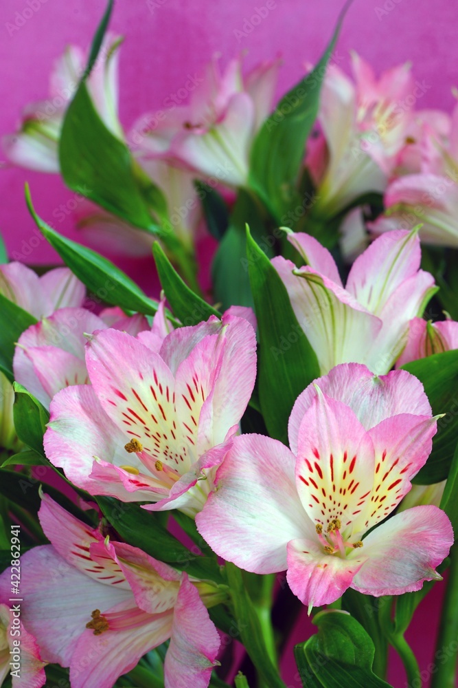 A bunch of white and pink Alstroemeria Lily of the Incas flowers A bunch of white and pink Alstroemeria Lily of the Incas flowers