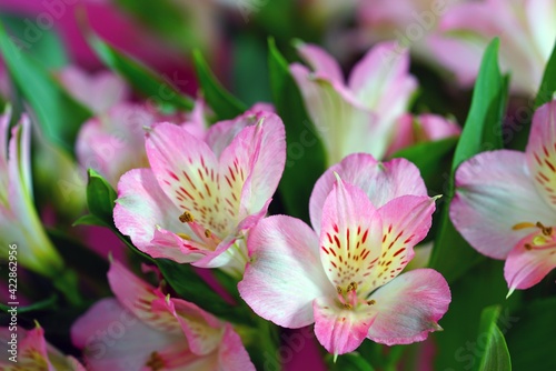 A bunch of white and pink Alstroemeria Lily of the Incas flowers