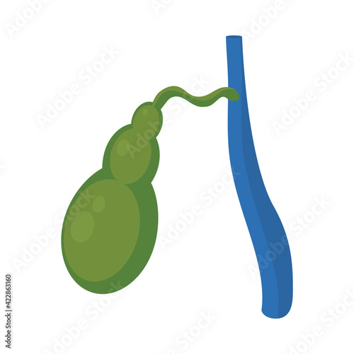 human gallbladder design
