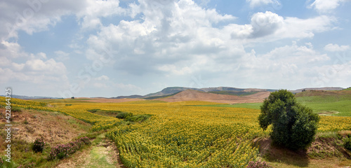 A panoramic shot of a sunflower field with a mountain background under a cloudy sky