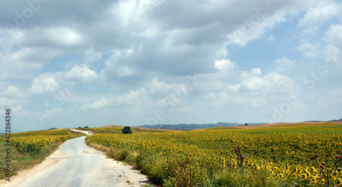 A beautiful view of an unpaved road near a sunflower field under a cloudy sky