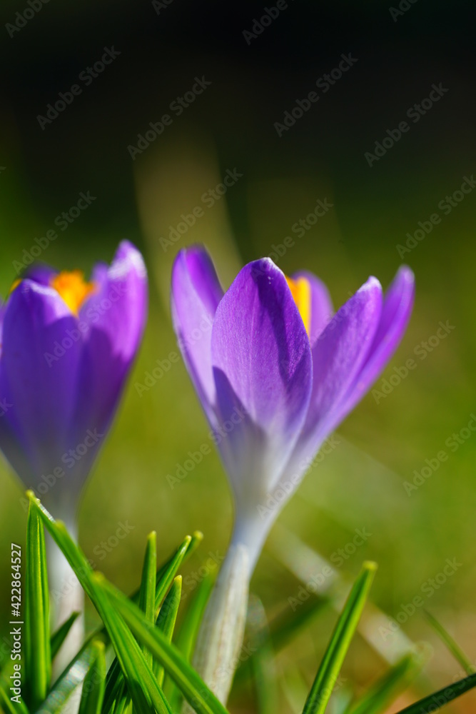 Purple crocus vernus flower peeking through the grass and mulch in early spring Purple crocus vernus flower peeking through the grass and mulch in early spring