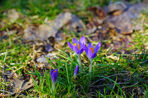 Purple crocus vernus flower peeking through the grass and mulch in early spring