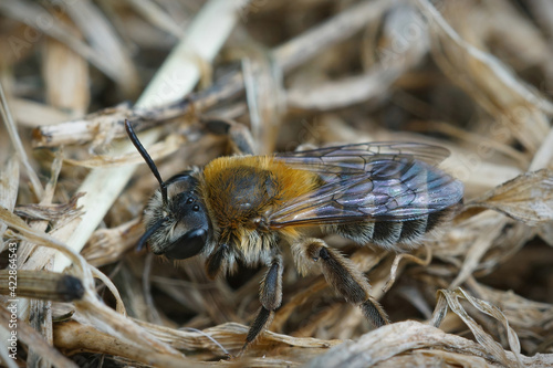 Closeup of a female of the Heather mining bee , Andrena fuscipes onthe ground