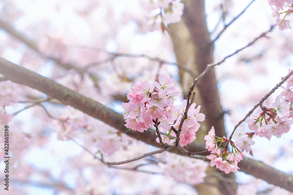 Spring natural background. Delicate blooming sakura in a spring park