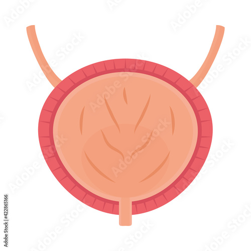 human bladder design