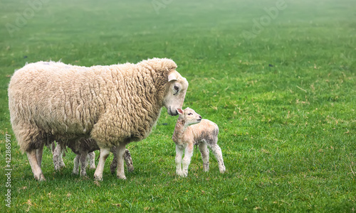 British domestic sheep with newborn lamb stay in a summer green meadow. UK. Foggy morning
