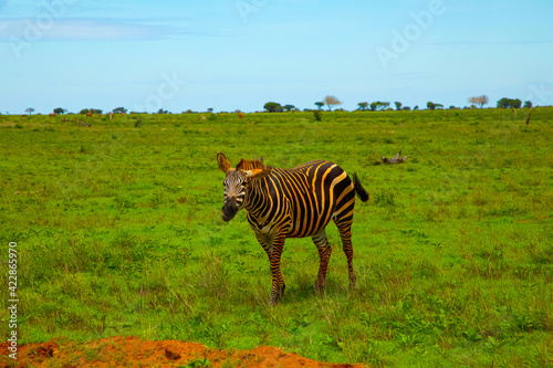 Funny zebra covered in red sand in Tsavo  National Park