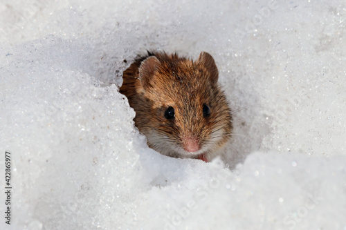 Striped field mouse apodemus agrarius looking from hole in clear snow in winter. Cute little common rodent animal in wildlife. photo