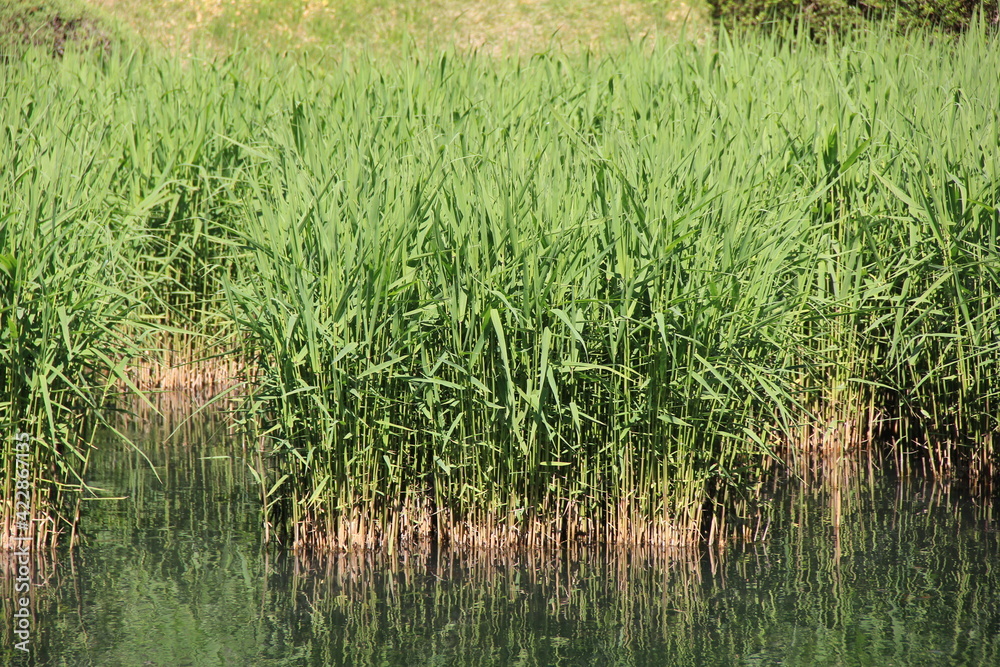水辺に群生している葦(ヨシ/アシ) 水辺に群生している葦(ヨシ/アシ)