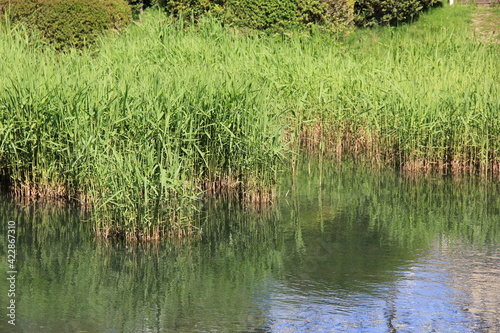 水辺に群生している葦(ヨシ/アシ) photo