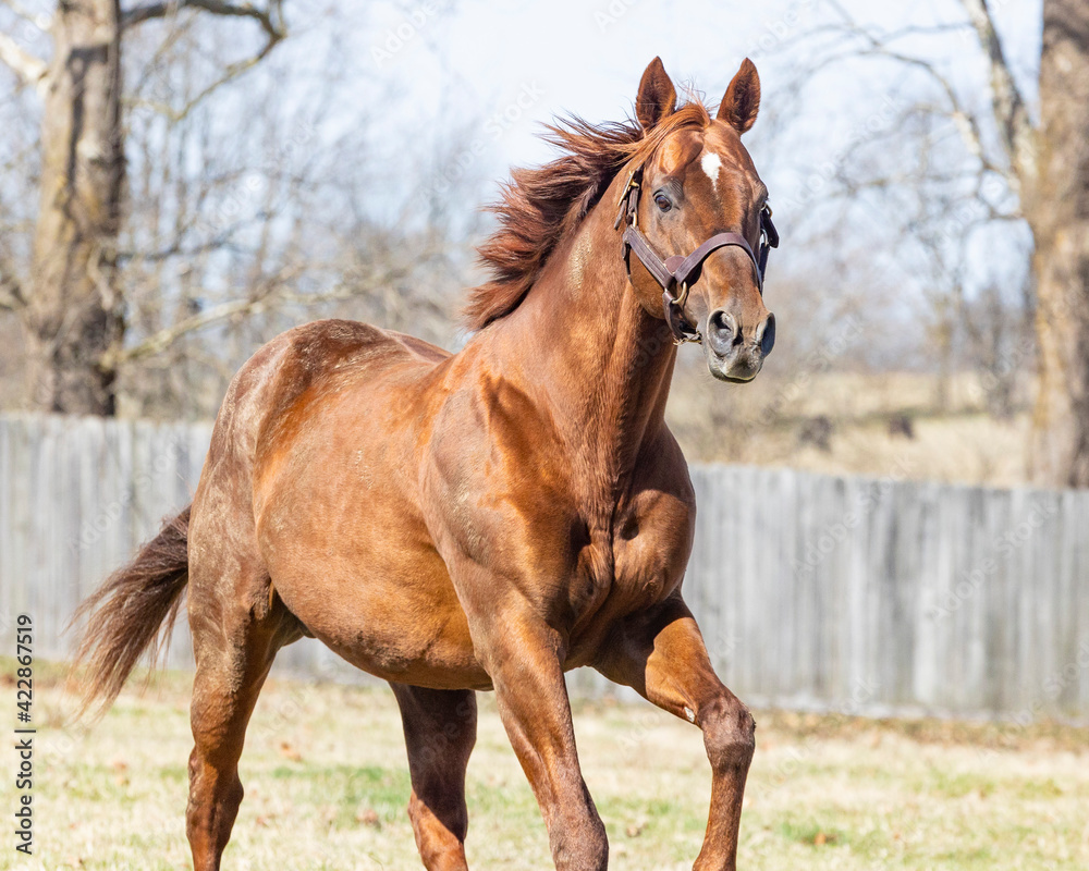 Fototapeta premium A side angle shot of a chestnut Thoroughbred horse galloping toward the viewer in a pasture.