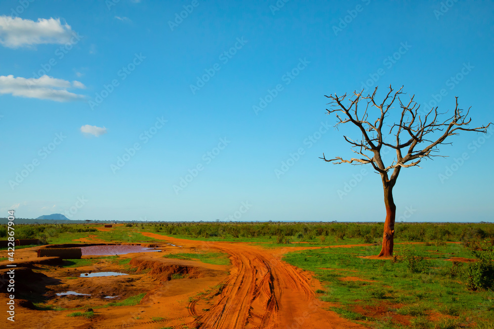 .beautiful savannah views, red clay roads, African landscapes with animals in Kenya