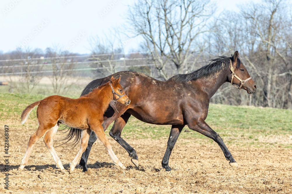 A Thoroughbred broodmare and her foal trotting across a pasture in the early spring.