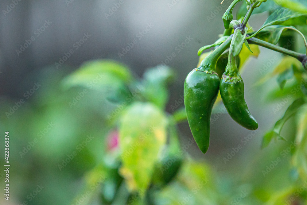 Growing Green Pepper in Garden Growing Green Pepper in Garden