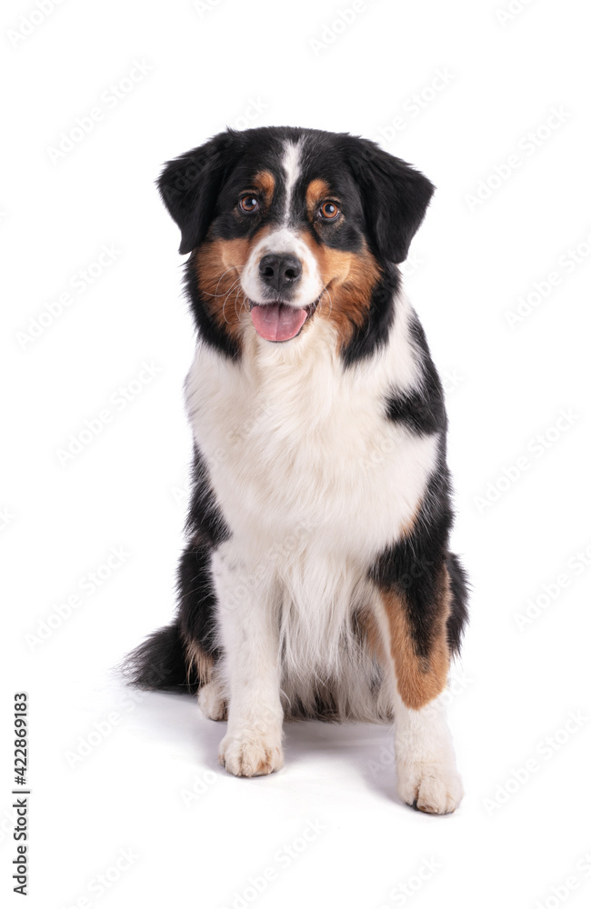 Portrait of an Australian shepherd Portrait of an Australian shepherd