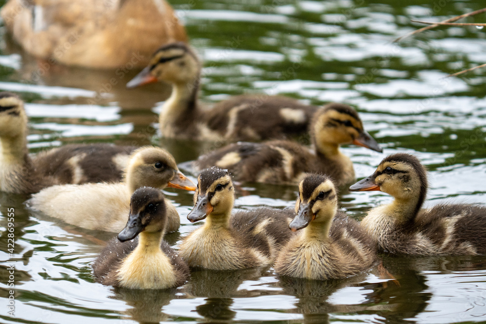 Süße Baby Enten Küken spielen im Wasser auf dem Teich