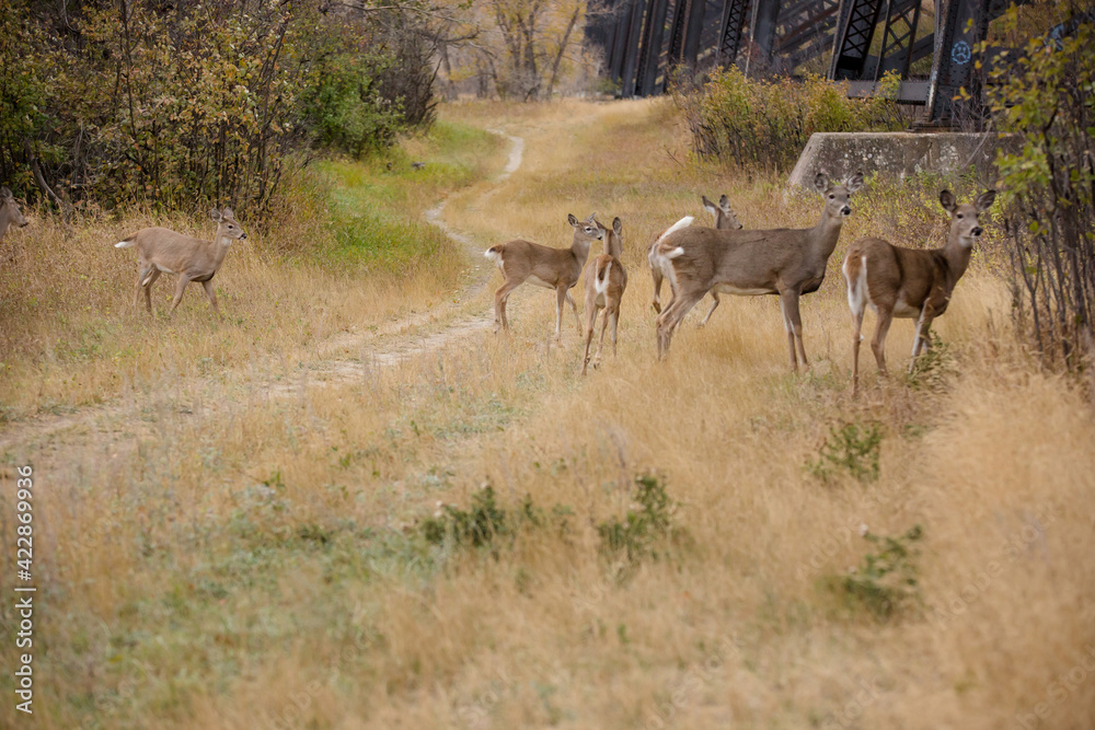 Fototapeta premium Deer on a backroads prairie trail