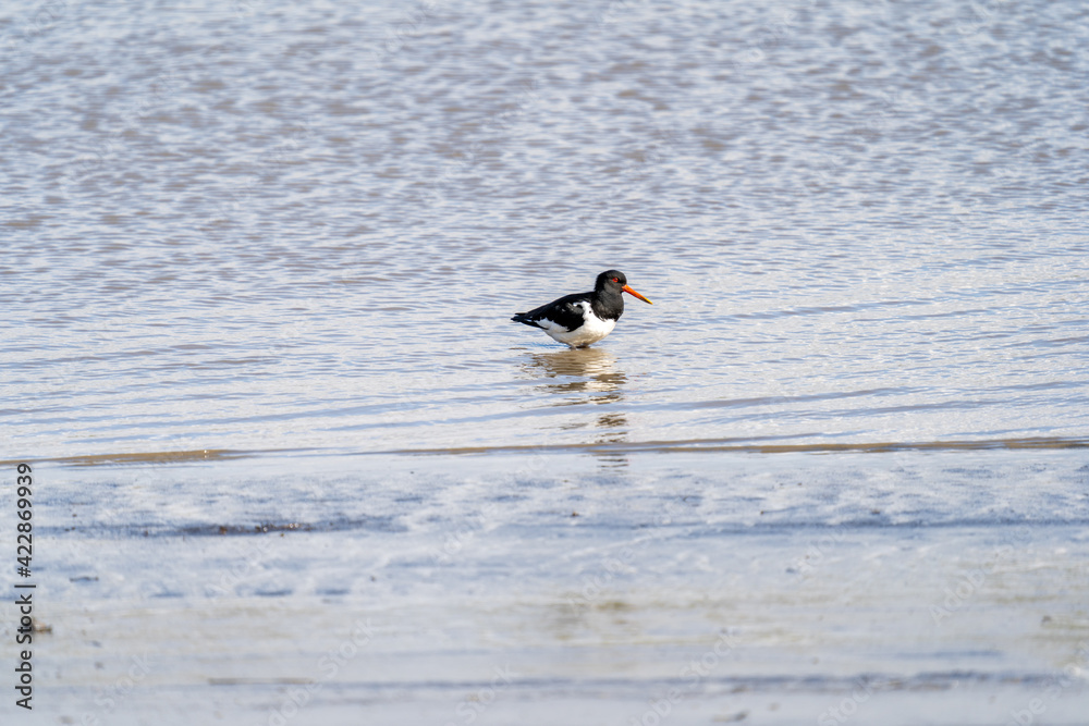 Austernfischer sucht im seichten Wasser nach Nahrung Austernfischer sucht im seichten Wasser nach Nahrung