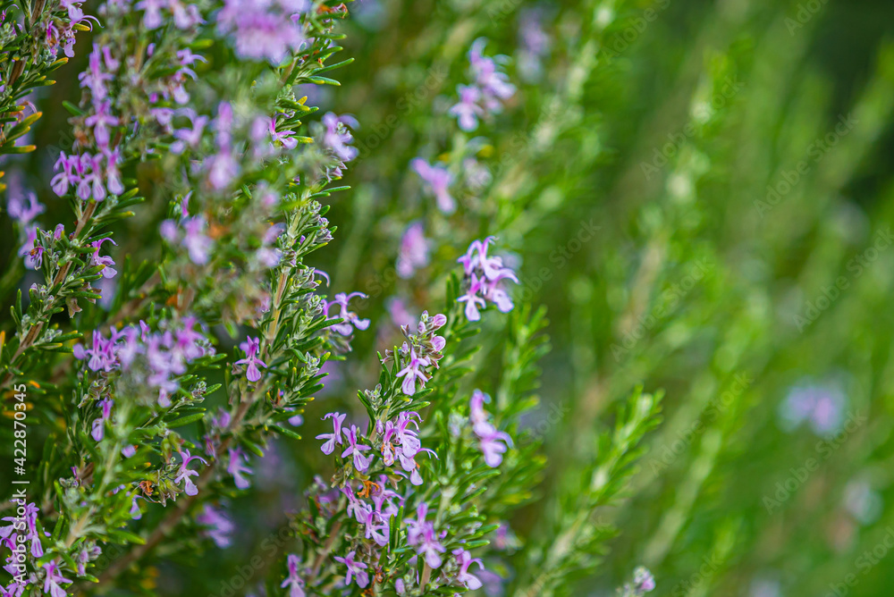 Green Rosemary Herb in Organic Garden