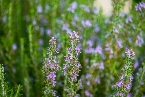 Green Rosemary Herb in Organic Garden