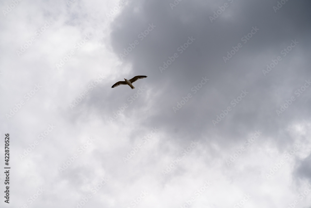 Möwe auf Sylt im Flug Möwe auf Sylt im Flug