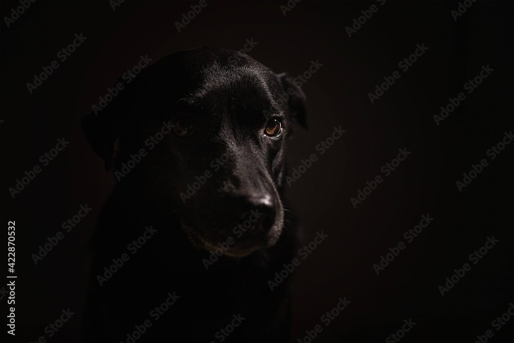 Labrador dog distracted on isolated black background