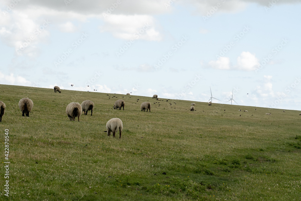Schafe und Windräder am Deich an der Nordsee