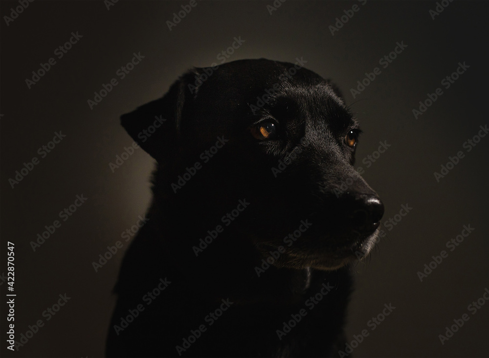 Labrador dog distracted isolated on dark background