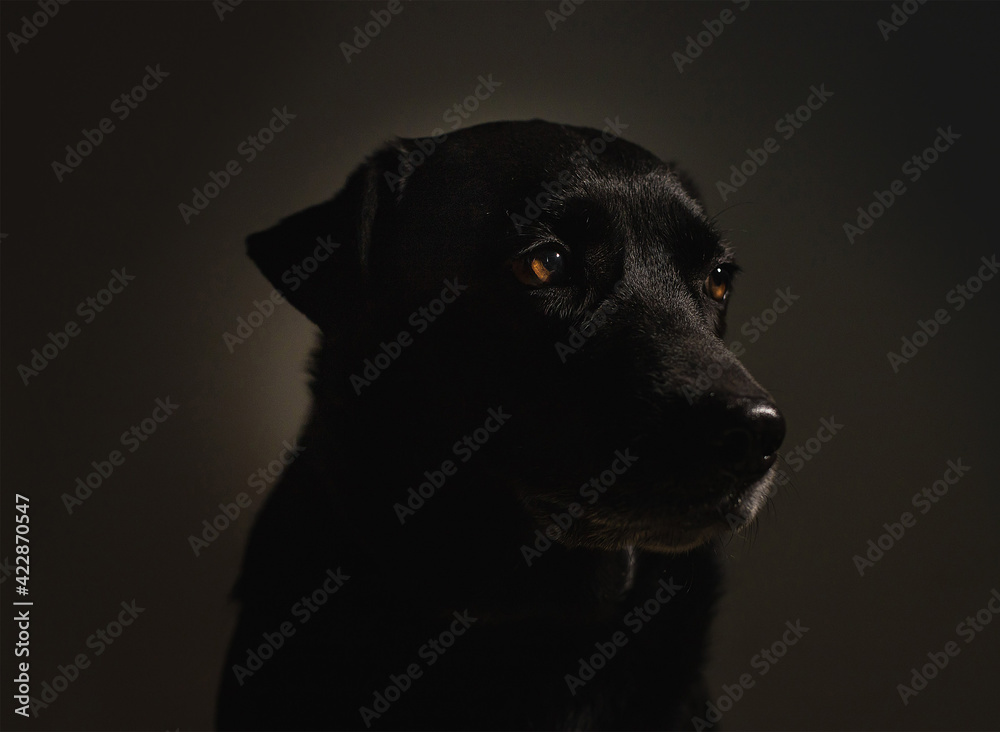 Labrador dog distracted isolated on dark background Labrador dog distracted isolated on dark background