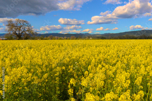 Napa Valley Mustard Flower Field